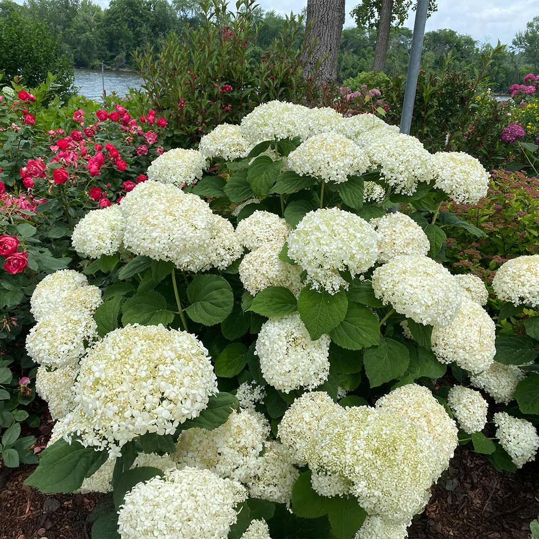 Incrediball Storm proof Hydrangea