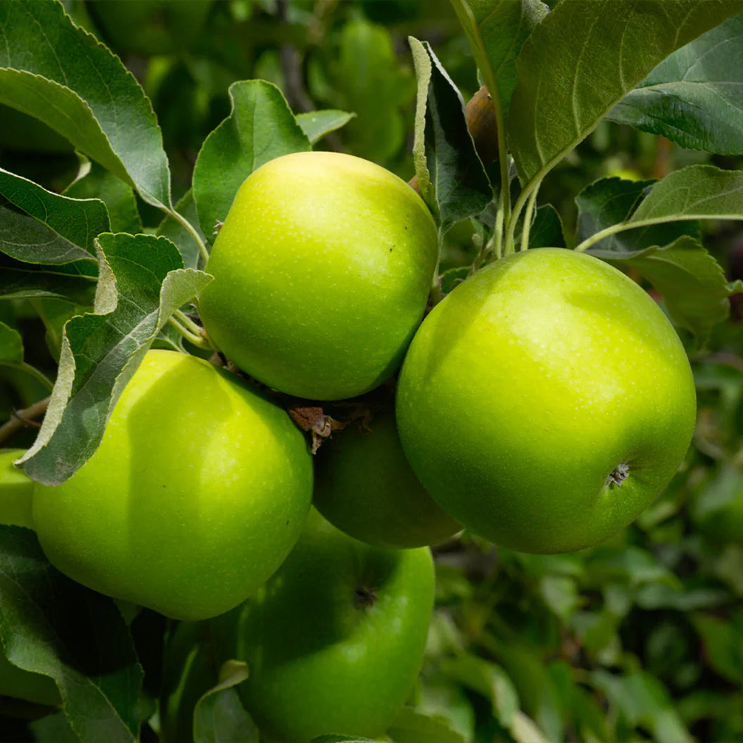 Homestead Gift-Granny Smith Apple Tree