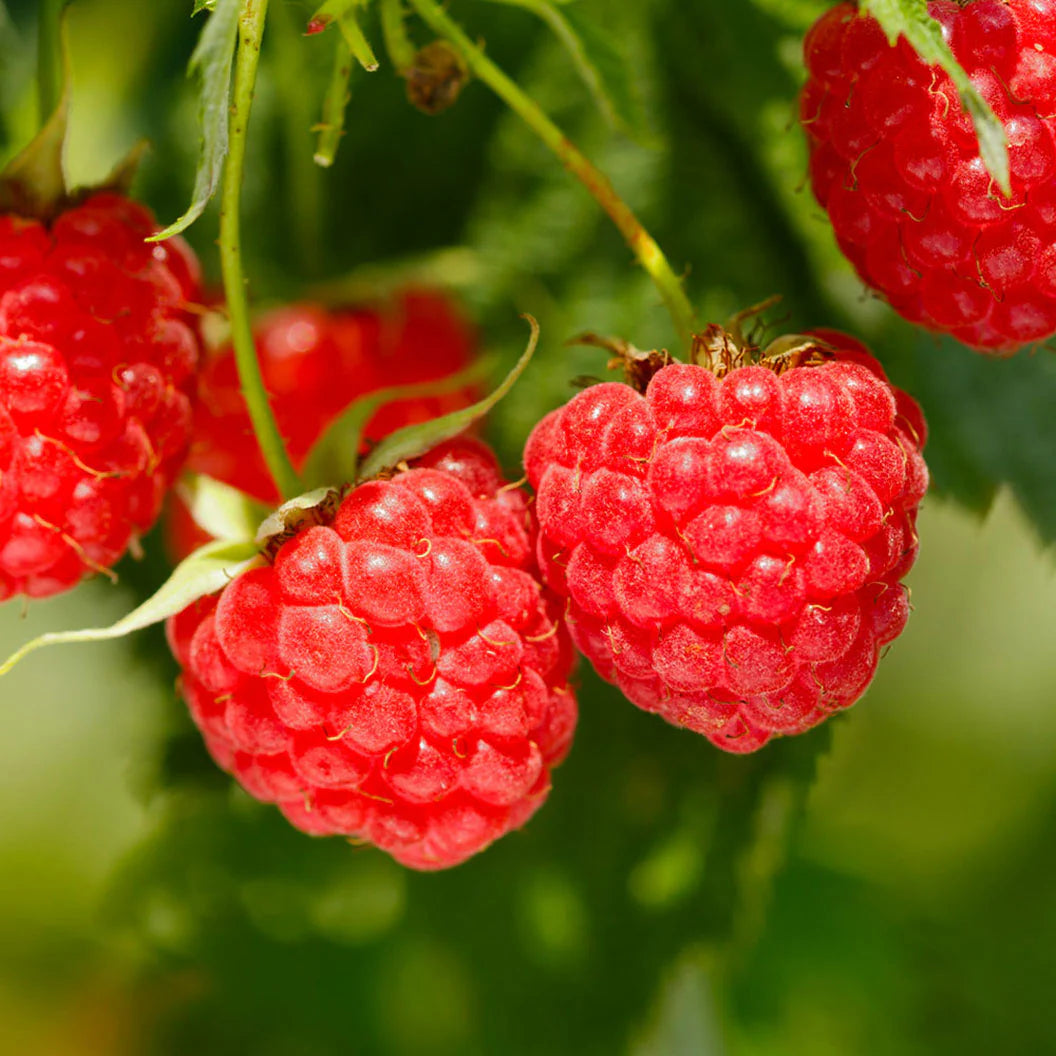 Heritage Raspberry