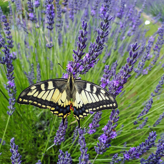 Lavender Shrub