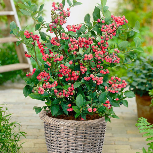 Pink Lemonade Blueberry